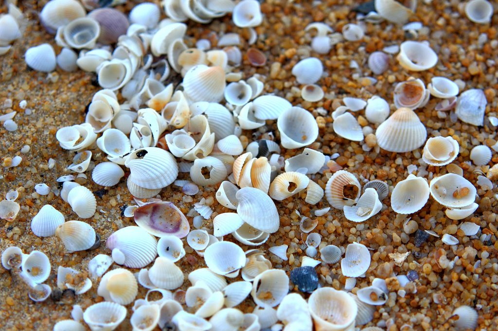 Comment porter un collier coquillage ?
