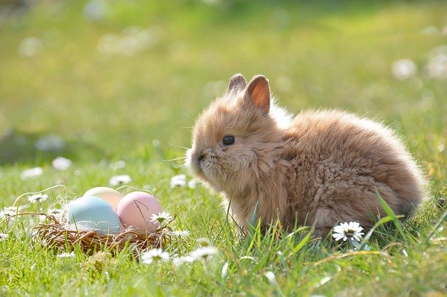 Faut-il laver son lapin ?